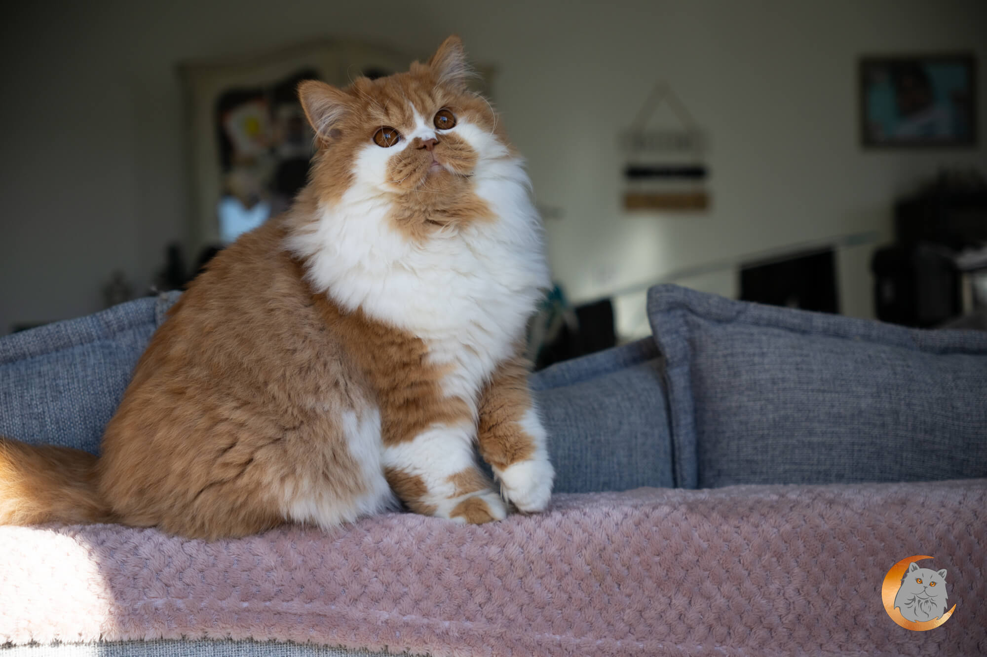 British Longhair roux et blanc