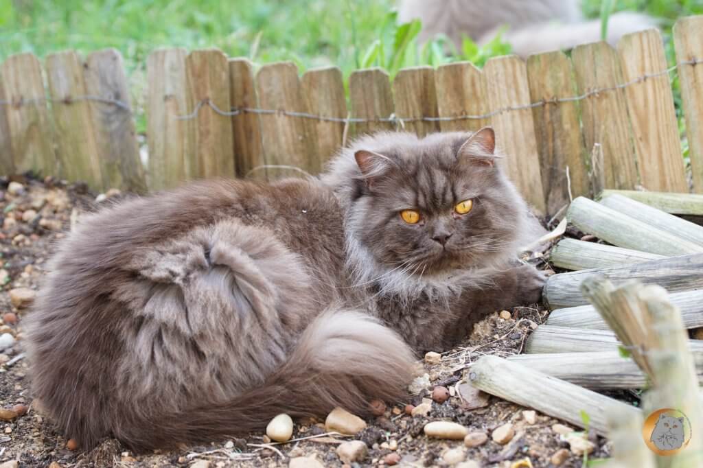 British longhair chocolat smoke