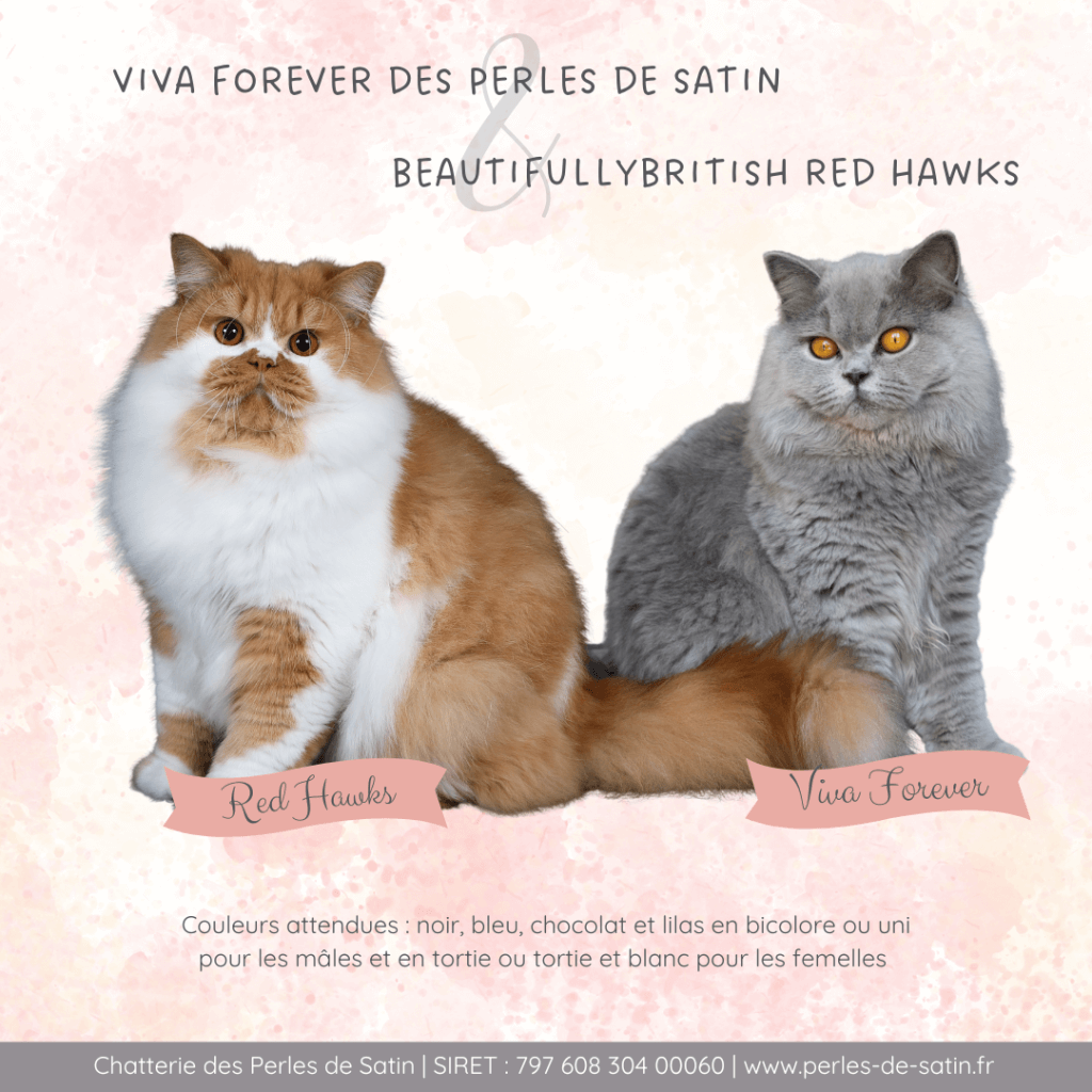 Mariage Red Hawks & Viva Forever - 2026