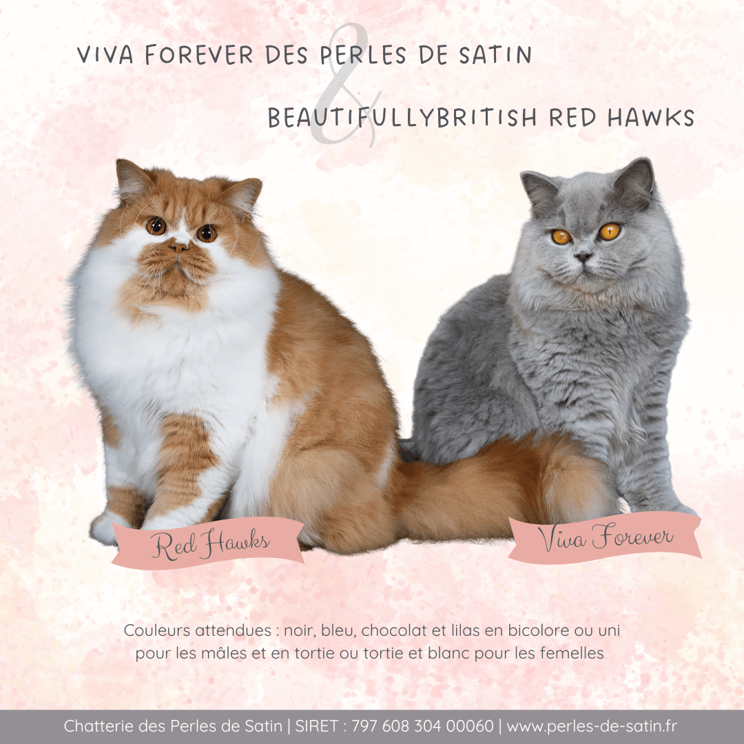 Mariage Red Hawks & Viva Forever - 2026