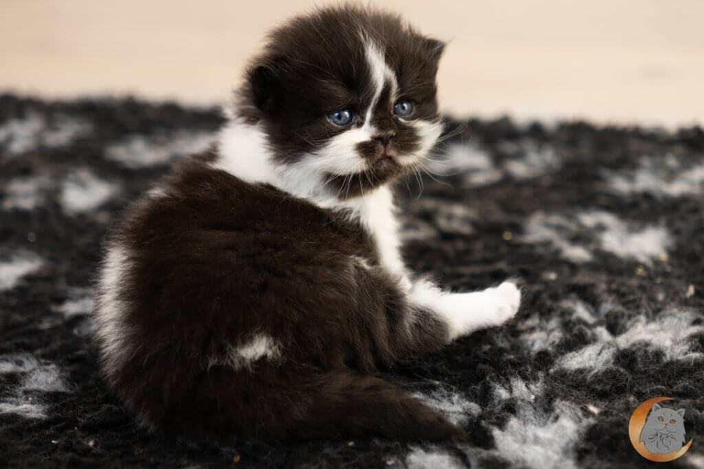 British Longhair noir et blanc