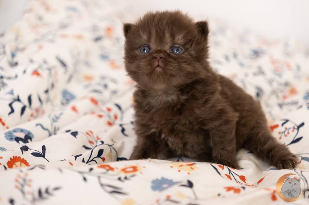 chaton British Longhair chocolate