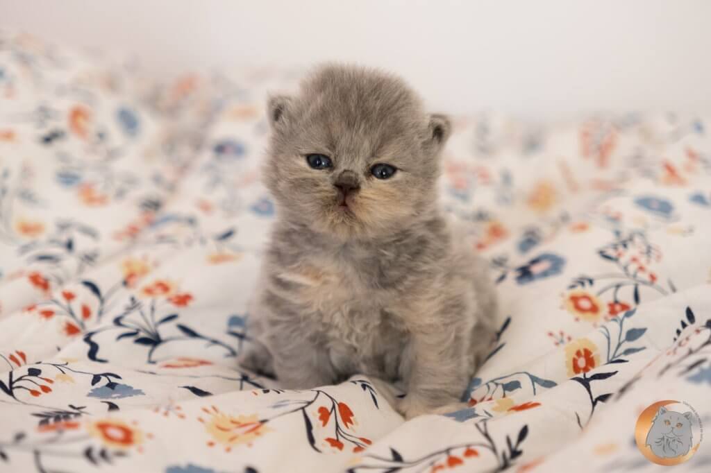 chaton british longhair blue tortie