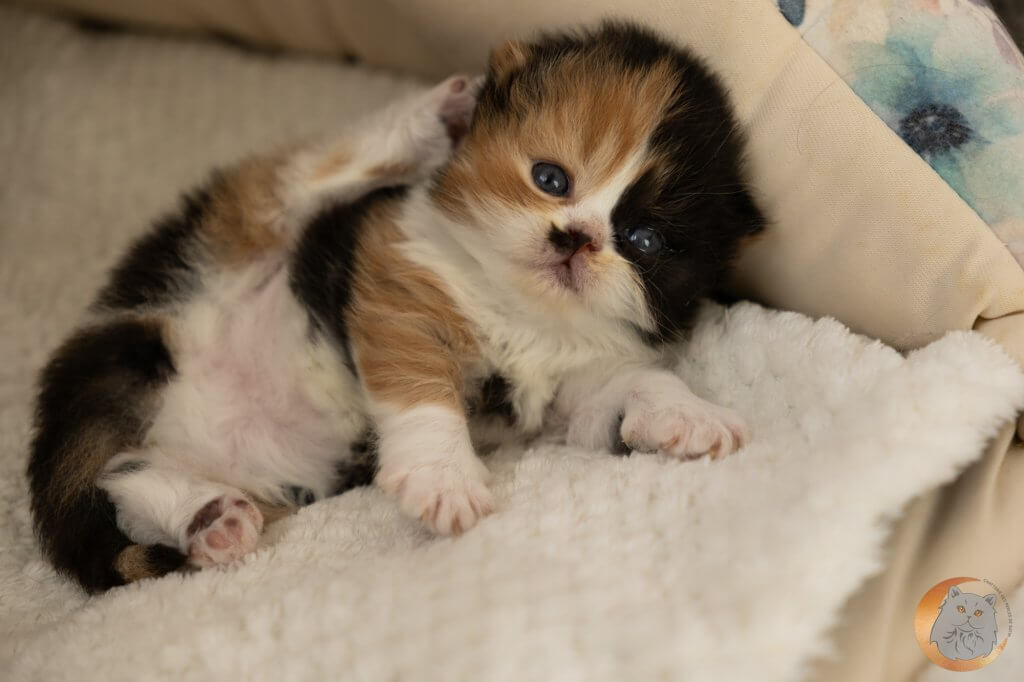 Chaton british longhair black tortie et blanc