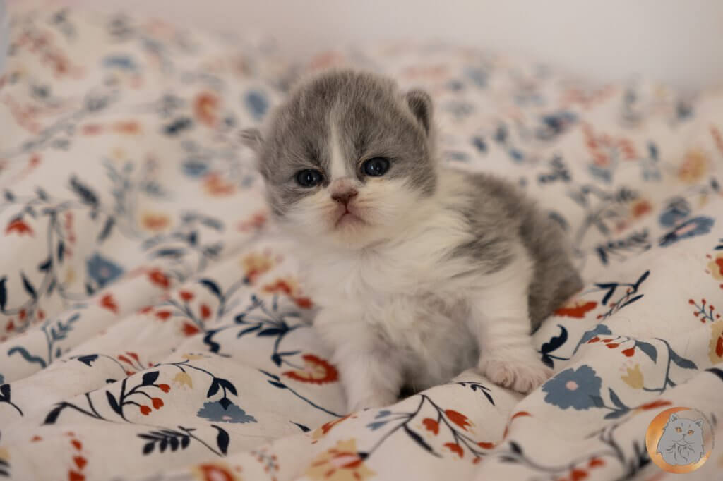 chaton British Longhair bleu et blanc