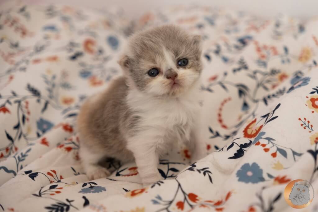 chaton British Longhair lilac tortie et blanc